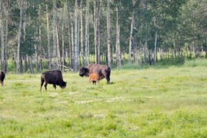 Elk Island National Park: A Sanctuary for Wildlife and Nature Lovers