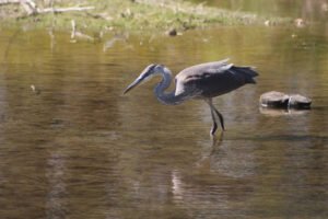 Inglewood Bird Sanctuary: A Natural Haven for Wildlife and Birdwatching