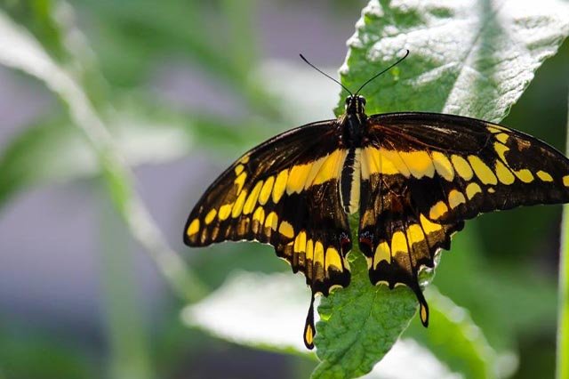 Montreal Insectarium: A Fascinating Journey into the World of Insects