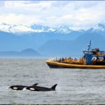 Whale Watching Tours