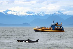 Whale Watching Tours