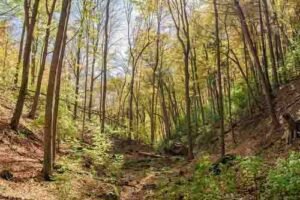 Niagara Glen Nature Reserve