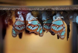 Niagara Parks Butterfly Conservatory